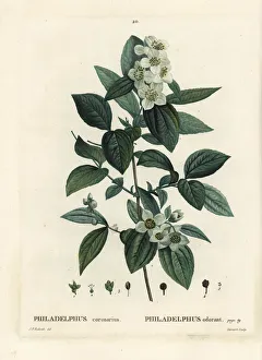 Arbustes Gallery: Sweet mock-orange, English dogwood, Philadelphus coronarius