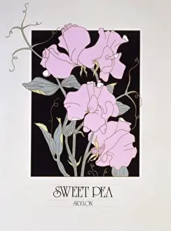Blooms Prints: Sweet Pea flowers