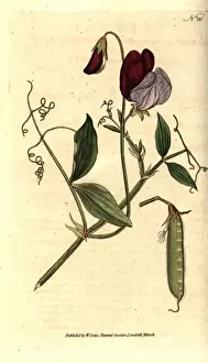 Sweet pea or vetchling, Lathyrus odoratus