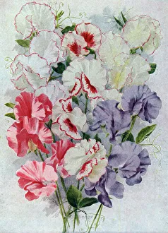 Peas Prints: Sweet Peas