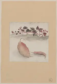 Potato Prints: Sweet potato or yam with plant growing in the background