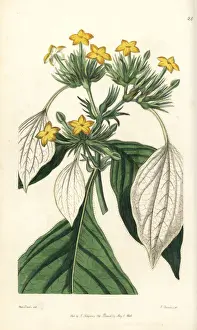 Macrophylla Prints: Sweet root, Mussaenda macrophylla