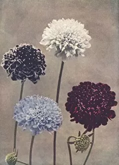 Images Dated 21st June 2012: Sweet scabious