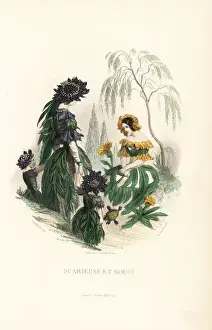 Petals Prints: Sweet scabious and marigold flower fairies
