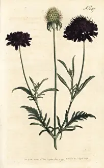 Sansom Prints: Sweet scabious, Scabiosa atropurpurea