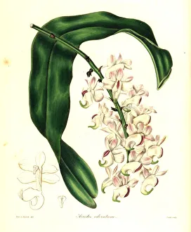 Aerides Collection: Sweet-scented airplant, Aerides odoratum. Endangered