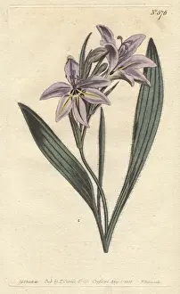 Sweet scented babiana with pale lilac flowers
