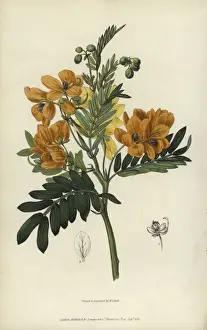 Richardmorris Prints: Sweet-scented cassia, Senna odorata