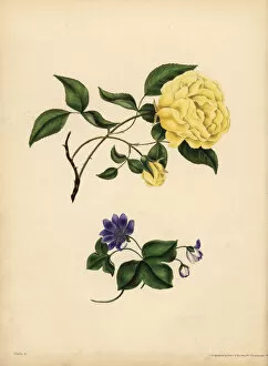 Nobilis Collection: The sweet-scented China Rose, Infidelity