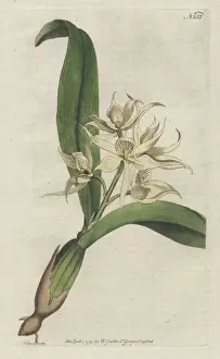 Williamcurtis Prints: Sweet-scented epidendrum, Encyclia fragrans