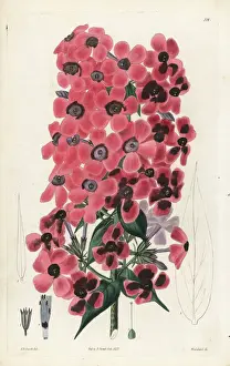 Odorata Prints: Sweet-scented lychnidea, Phlox odorata