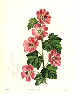Nevitt Collection: Sweet-scented mallow, Malva odorata