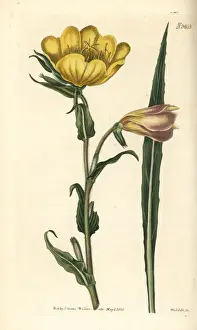 Curtis Prints: Sweet-scented oenothera, Oenothera odorata