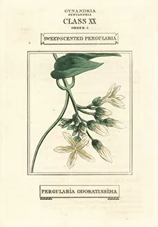 Sweet-scented pergularia, Pergularia odoratissima
