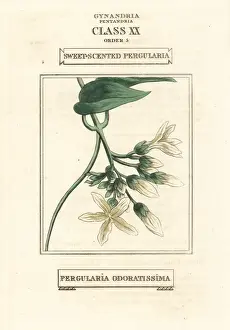 Duppa Prints: Sweet-scented pergularia, Pergularia odoratissima