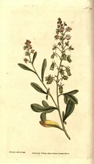 Sweet-scented reseda or mignonette, Reseda odorata
