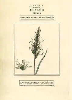 Duppa Prints: Sweet-scented vernal grass, Anthoxanthum odoratum