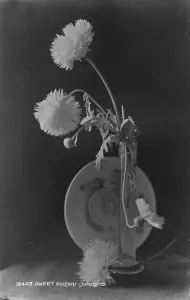 Delicate Prints: Sweet Sultan Flowers in a Vase