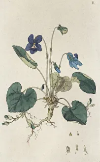 Images Dated 15th April 2010: Sweet Violet