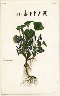Images Dated 20th April 2020: Sweet violet, Viola odorata