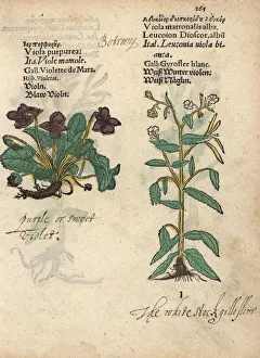 Alba Gallery: Sweet violet, Viola purpurea, and dames violet