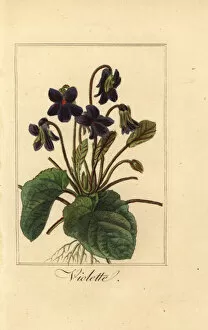 Images Dated 31st March 2020: Sweet violet, Violette, Viola odorata