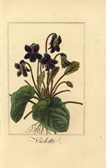 Images Dated 31st March 2020: Sweet violet, Violette, Viola odorata