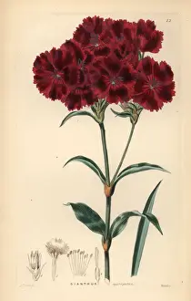 Carnation Prints: Sweet William, Dianthus barbatus