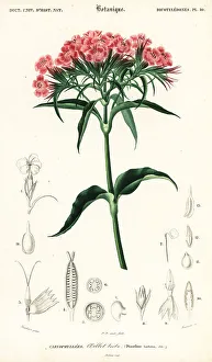 Sweet William, Dianthus barbatus