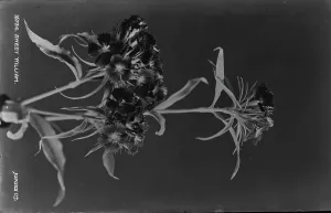 Sweet William Flower