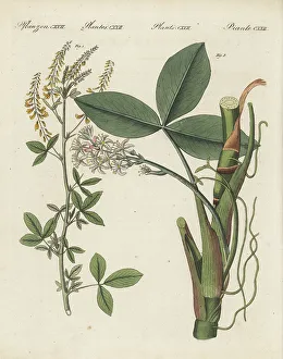 Sweet yellow clover and bogbean