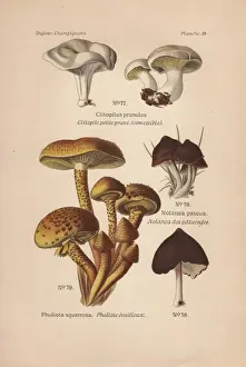 Dufour Prints: Sweetbread, Clitopilus prunulus, shaggy Pholiota