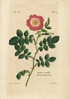 Legendre Prints: Sweetbriar rose, Rosier rouille, Rosa rubiginosa