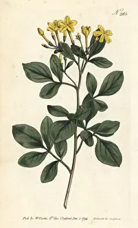 Aroma Collection: Sweetest jasmine, Jasminum odoratissimum