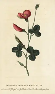 Sweetpea, Lathyrus odoratus