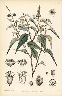 Bahama Prints: Sweetwood bark or sweet bark, Croton eluteria