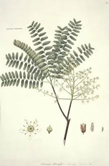Sapindales Collection: Swietenia chloroxylon, mahogany