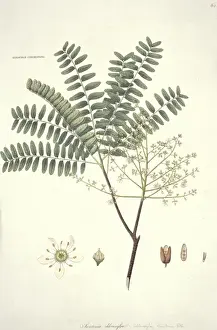 Mahogany Prints: Swietenia chloroxylon, mahogany
