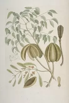 Mark Catesby Collection: Swietenia sp. mahogony tree