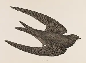 Swift (Morris)