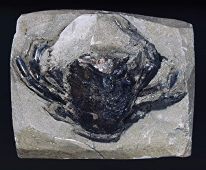 Swimming crab fossil Swimming crab fossil