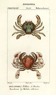 Crustacean Collection: Swimming crab and moon crab