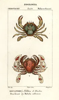 Images Dated 27th March 2020: Swimming crab and moon crab