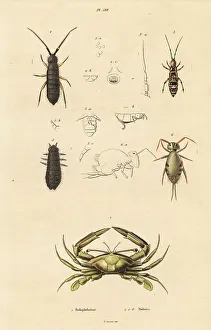 Crustacean Prints: Swimming crab and springtails