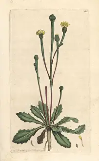Swines succory, Arnoseris minima