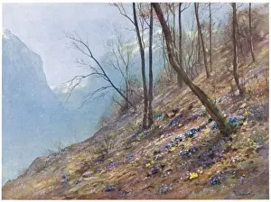 Hepatica Prints: Swiss Alps / Bex 1910