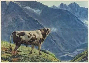 Meadow Collection: Swiss Cow Lowing