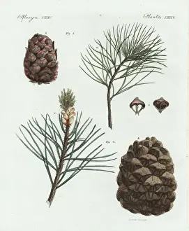 Cone Prints: Swiss pine or arolla pine, Pinus cembra