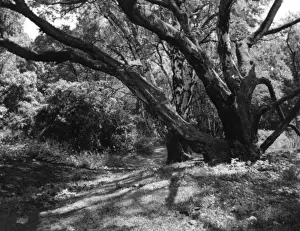 Charnwood Prints: Swithland Woods
