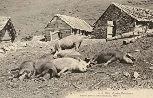 Images Dated 9th March 2011: Switzerland - Pigs take a nap after lunch